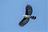 Gray-headed Kite